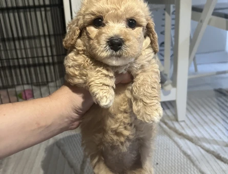 Yavru Toy Poodle - 7572