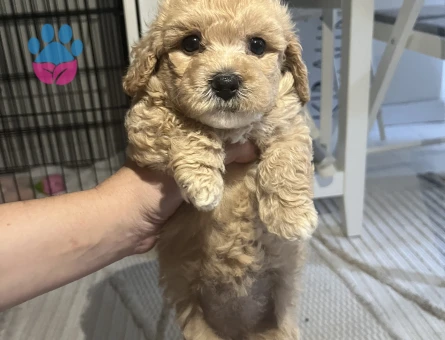 Yavru Toy Poodle - 7572