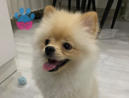 Pomeranian boo - 7593