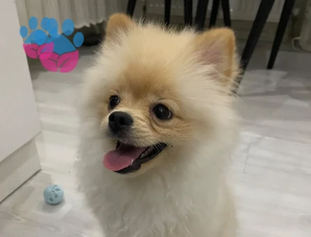 Pomeranian boo - 7593