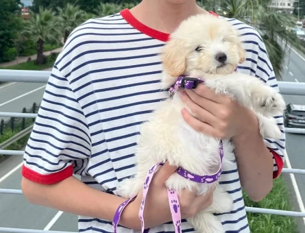 2,5 aylık maltipoo - 7720