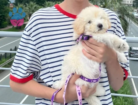 2,5 aylık maltipoo - 7720