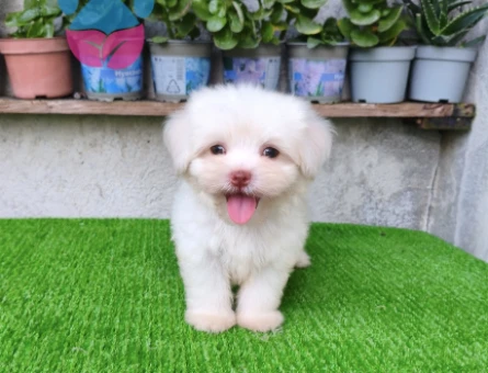 Erkek Maltese - 7723
