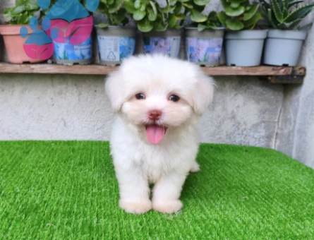 Erkek Maltese - 7723