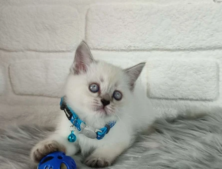 Harika Safkan British Shorthair Yavrularımız