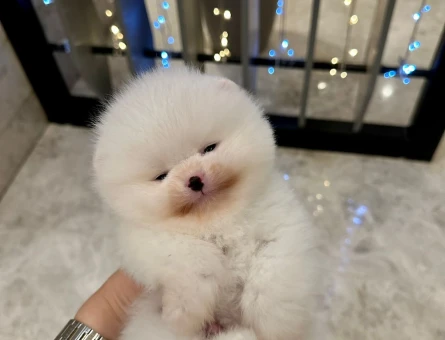 Safkan Pomeranian Boo Yavruları - Aşıları Tam, Bol Tüy Yapılı & Sağlıklı - 7826