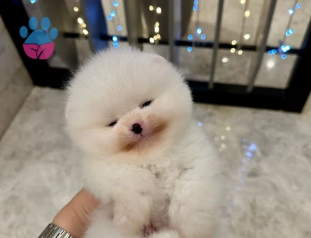 Safkan Pomeranian Boo Yavruları - Aşıları Tam, Bol Tüy Yapılı & Sağlıklı - 7826