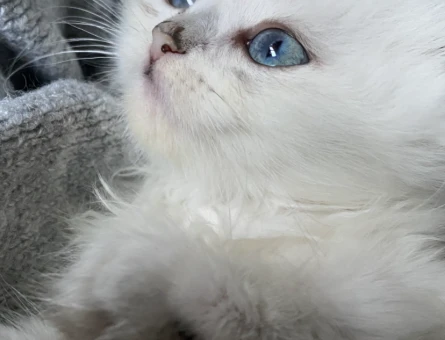 British longhair 2 Aylık Yavrumuz