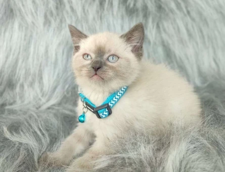 Muhteşem Safkan British Shorthair Point Yavrularımız