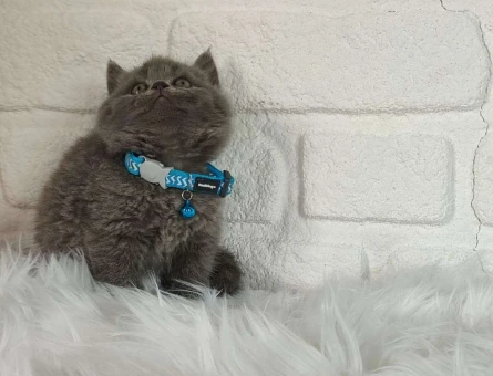 Harika Safkan British Shorthair Yavrularımız