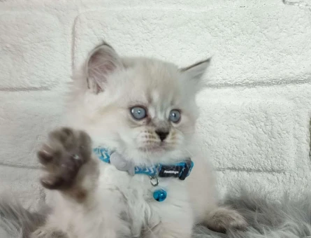 Safkan British Shorthair yavrularımız