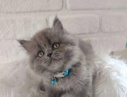 Safkan British Shorthair Yavrularımız