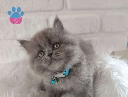 Safkan British Shorthair Yavrularımız