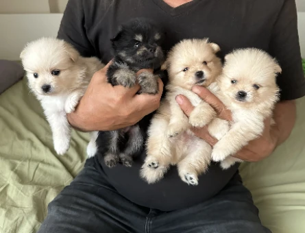 Üst kalite Pomeranian Boo yavrularımız rezerve açıktır - 8220