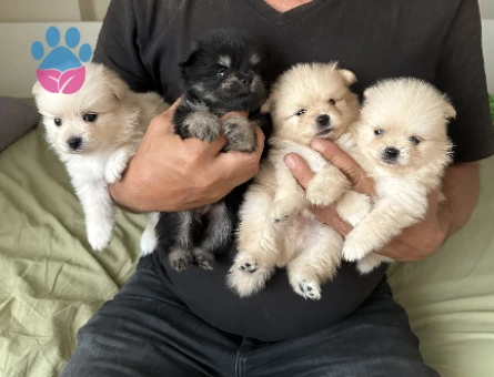 Üst kalite Pomeranian Boo yavrularımız rezerve açıktır - 8220