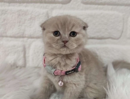 Harika Scottish Fold Yavrularımız