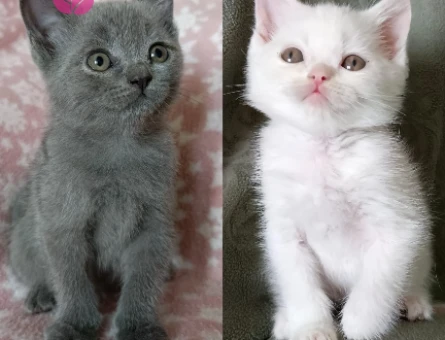 British Shorthair Cins Yavrularım - 8313