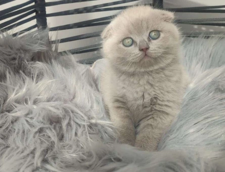 Mükemmel Safkan Scottish Fold Yavrularımız