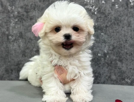 BEMBEYAZ KORE MALTESR TERRIER YAVRULARI - 8457