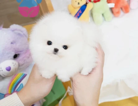 Pomeranian Boo - Birbirinden Güzel Yavrular - 8482