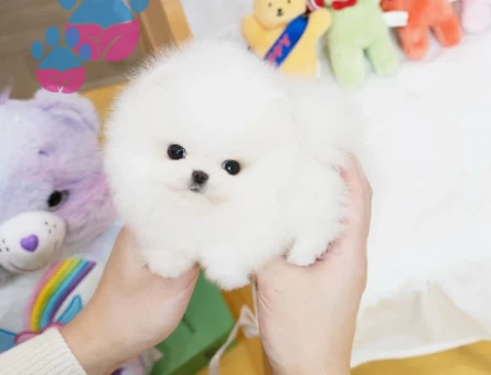 Pomeranian Boo - Birbirinden Güzel Yavrular - 8482