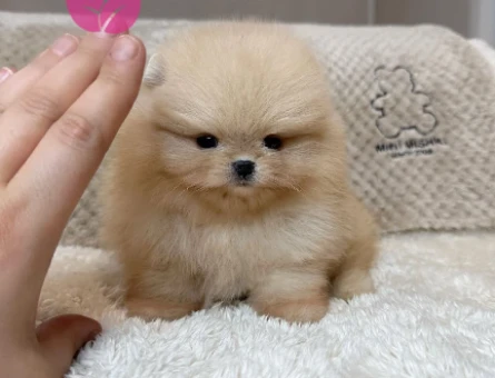 Özel Renk Pomeranian Yavrularımız - 8483