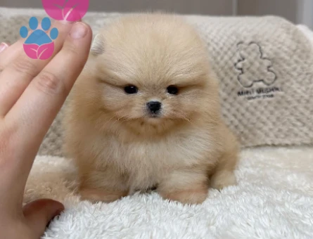 Özel Renk Pomeranian Yavrularımız - 8483