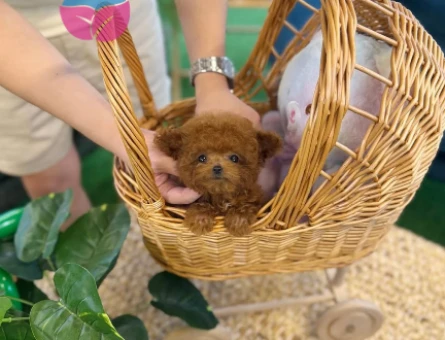 Toy Poodle Yavrularımızı Yakından Görün - 8485