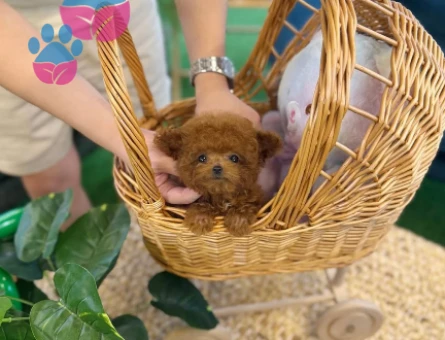 Toy Poodle Yavrularımızı Yakından Görün - 8485