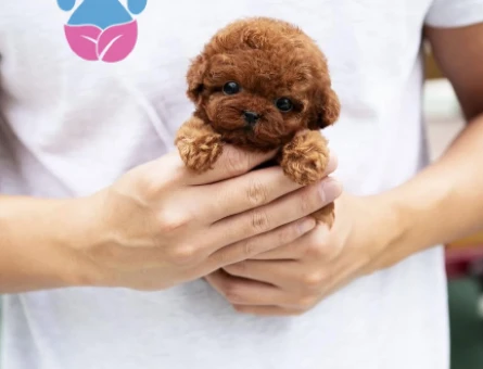 Birbirinden Güzel Poodle Yavruları - 8486