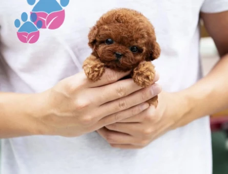 Birbirinden Güzel Poodle Yavruları - 8486