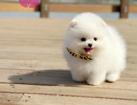 Pomeranian yavrularımızı görmeden karar vermeyin - 8492