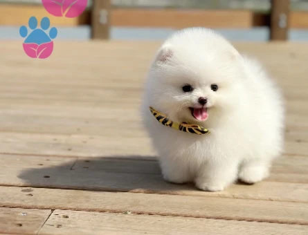Pomeranian yavrularımızı görmeden karar vermeyin - 8492