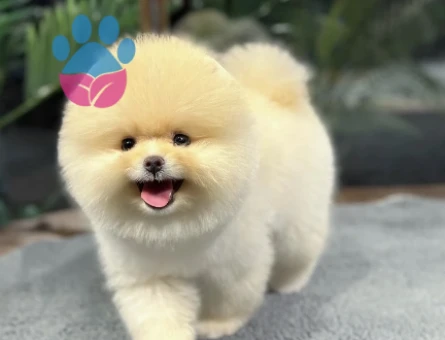Pomeranian Boo minik patiler minik yavrular - 8495