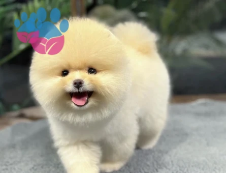 Pomeranian Boo minik patiler minik yavrular - 8495