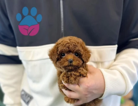 Mikro Kore Poodle Yavrularımız - 8498