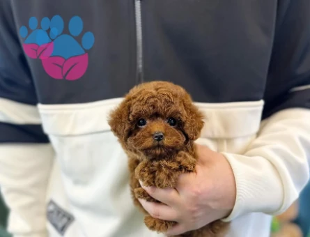 Mikro Kore Poodle Yavrularımız - 8498
