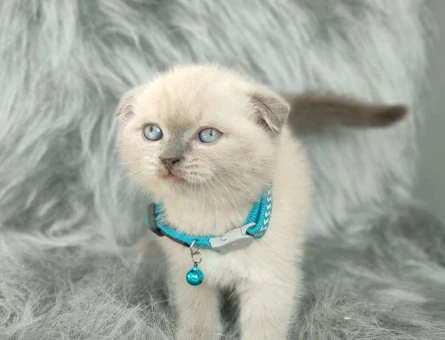Mükemmel Safkan Scottish Fold Yavrularımız