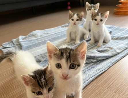 4 adet yavru tekir 3 erkek 1 kız - 8703