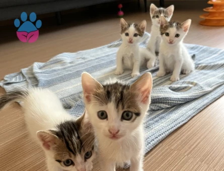 4 adet yavru tekir 3 erkek 1 kız - 8703