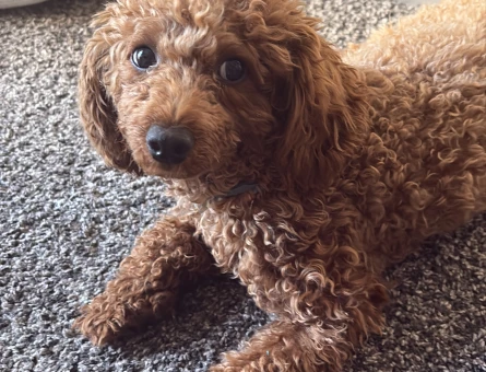 Toy poodle 1 Yaşında - 8710