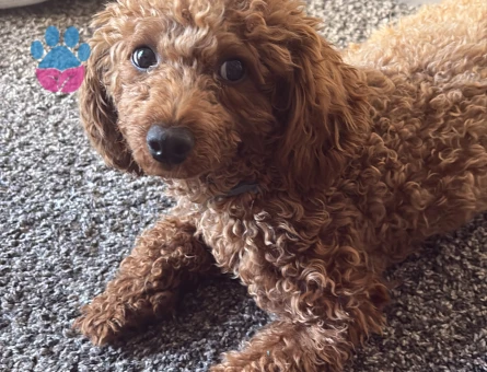Toy poodle 1 Yaşında - 8710