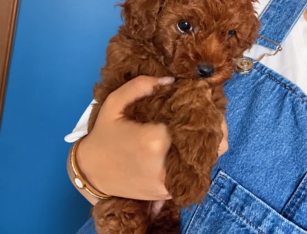 Kore Toy Poodle - 8721