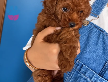 Kore Toy Poodle - 8721