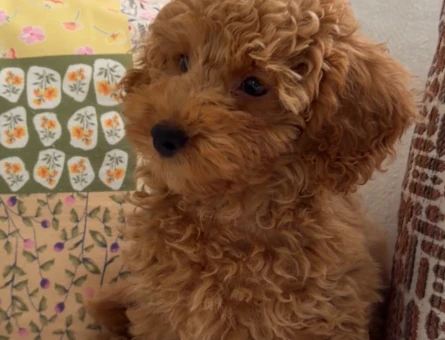 Toy poodle - 8742