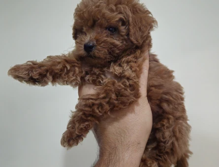 Toy poodle - 8776