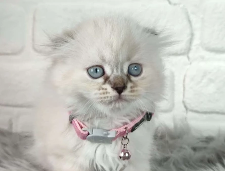 Muhteşem Safkan Scottish Fold Yavrularımız