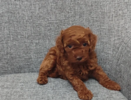 9 Ağustos Doğumlu Toy Poodle Yavruları | 2 Erkek 1 Dişi - 8823