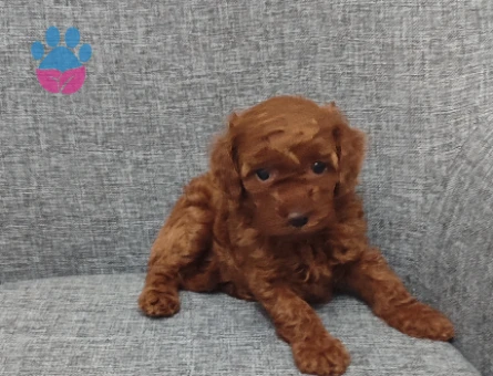 9 Ağustos Doğumlu Toy Poodle Yavruları | 2 Erkek 1 Dişi - 8823