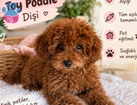 Toy Poddle - 8844